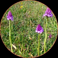 Pyramid orchid